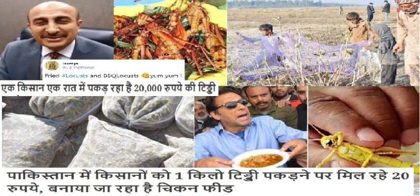 PAKISTAN EARNING MONEY FROM LOCUSTS BY CHICKEN FEED